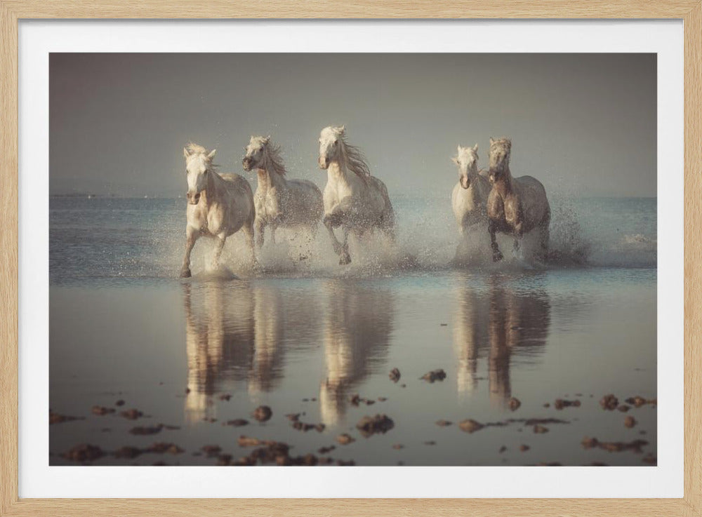 Camargue-Pferde | Poster