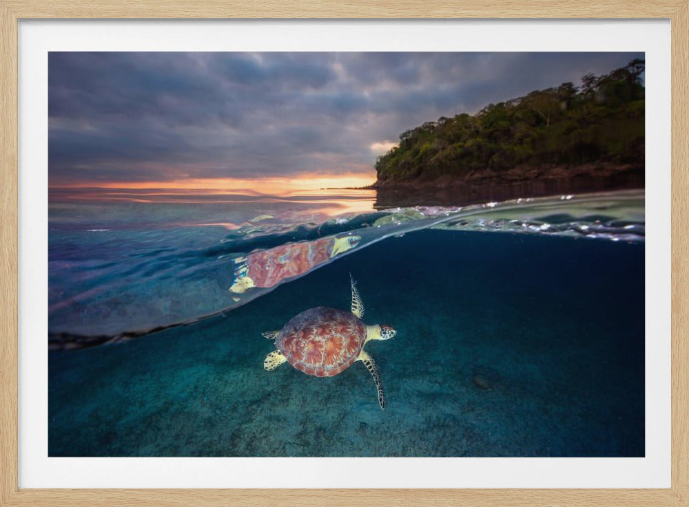 Grüne Schildkröte mit Sonnenuntergang | Poster