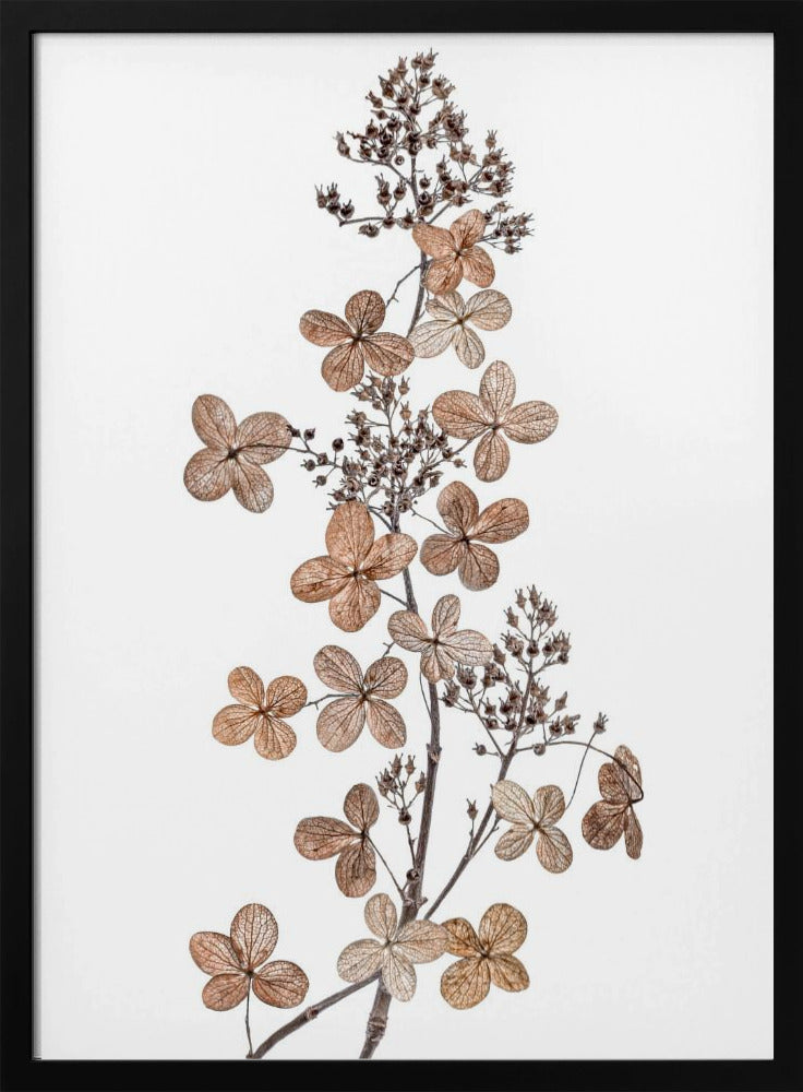 Hortensie Paniculata | Poster