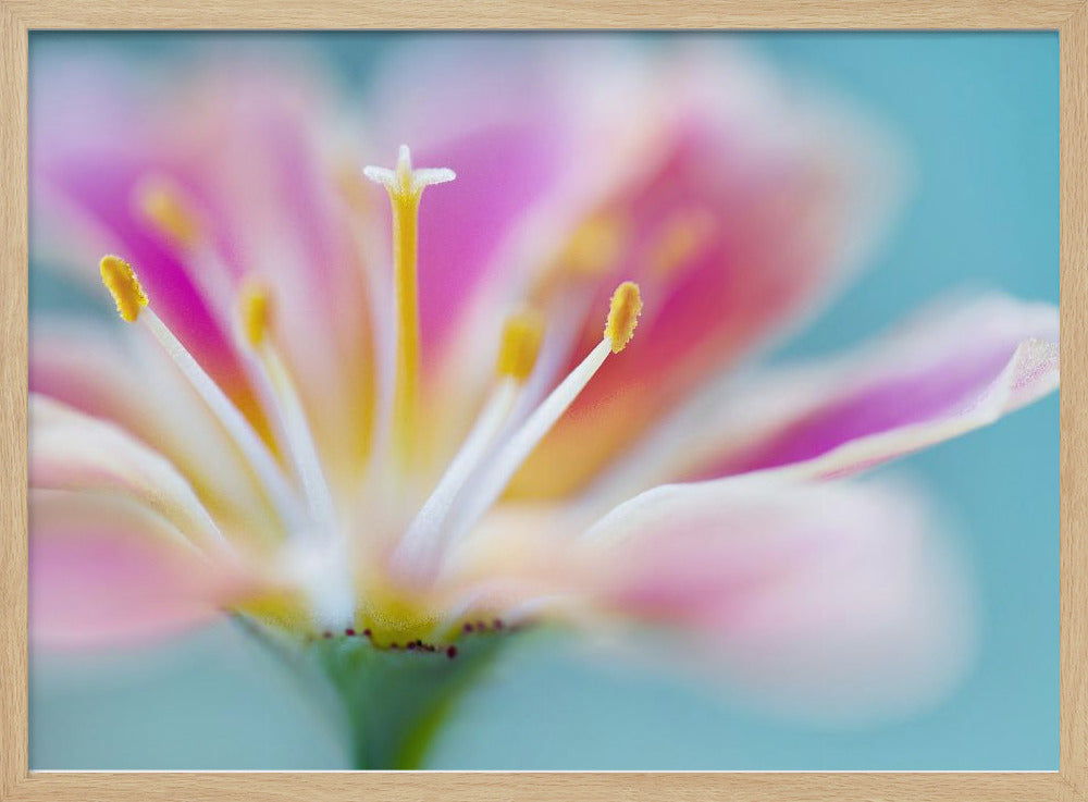 Lewisia | Poster