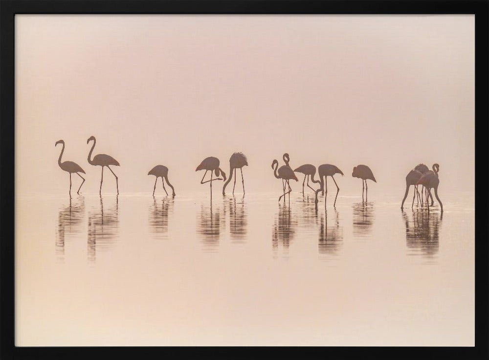 Flamingos im Nebel | Poster