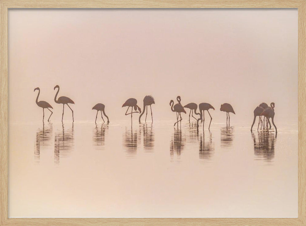Flamingos im Nebel | Poster
