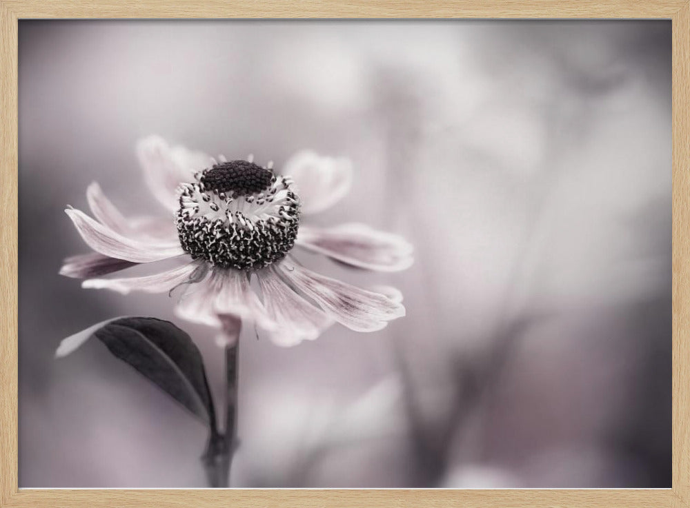 Helenium | Poster