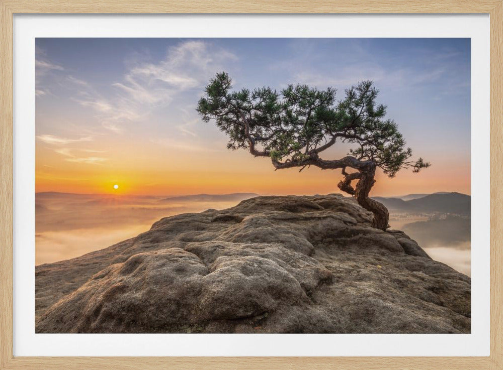 Old pine | Poster