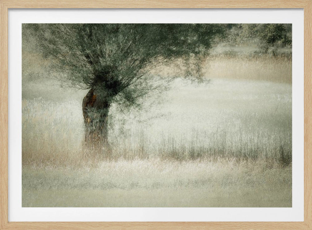 Weide | Poster