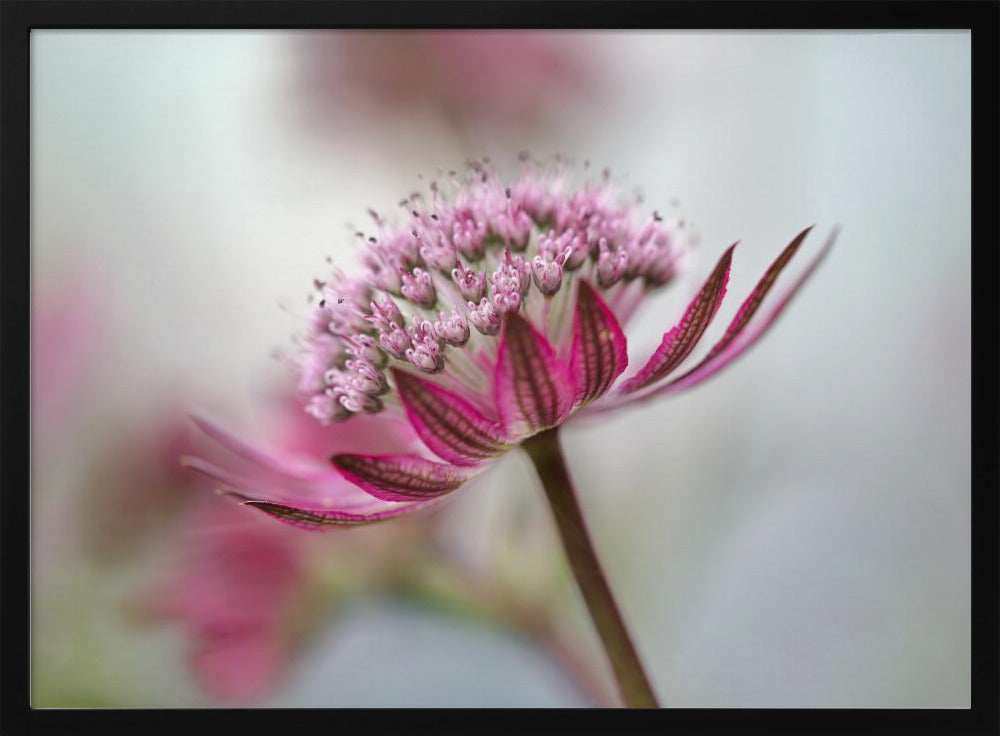 Astrantia | Poster