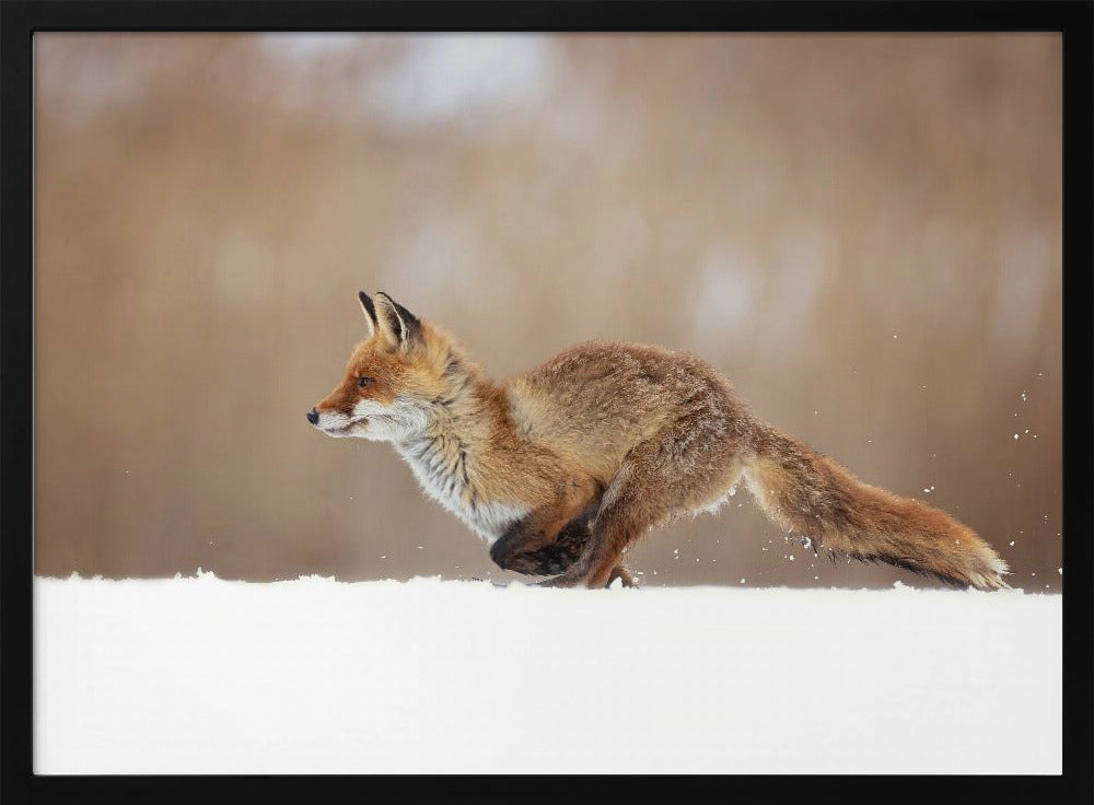 Rotfuchs | Poster
