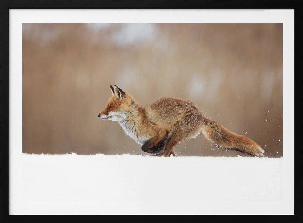 Rotfuchs | Poster