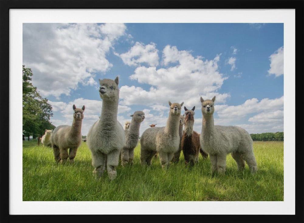 Send in the Alpaca's! | Poster