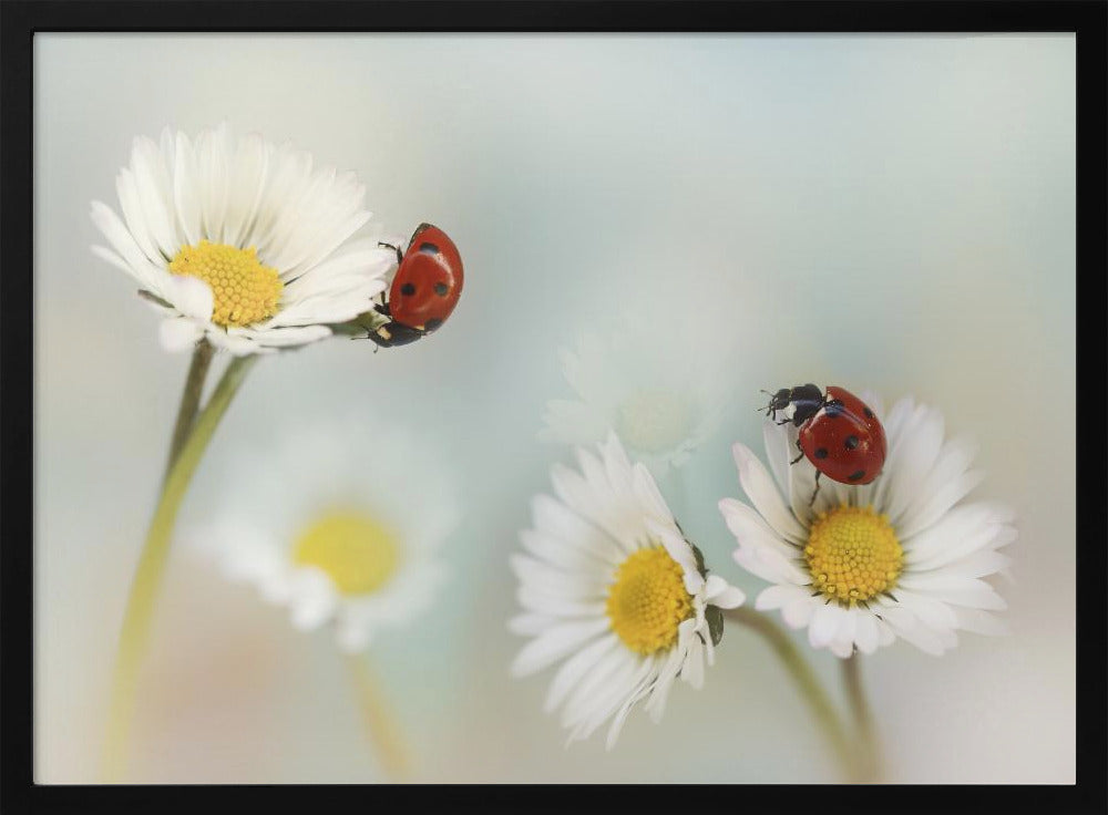 Frühling... | Poster