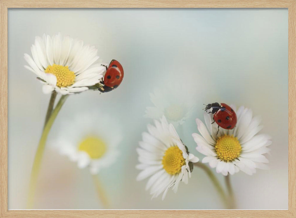 Frühling... | Poster