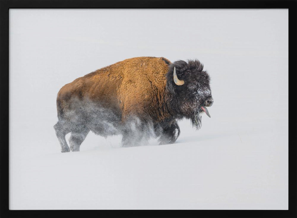 Bison im Schnee | Poster