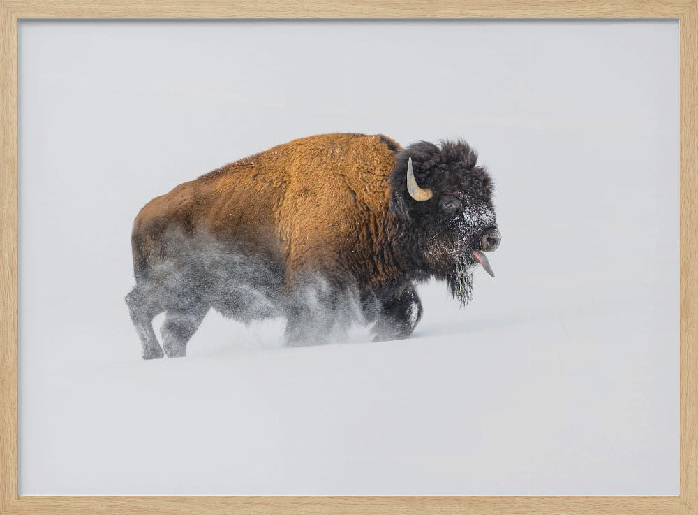 Bison im Schnee | Poster