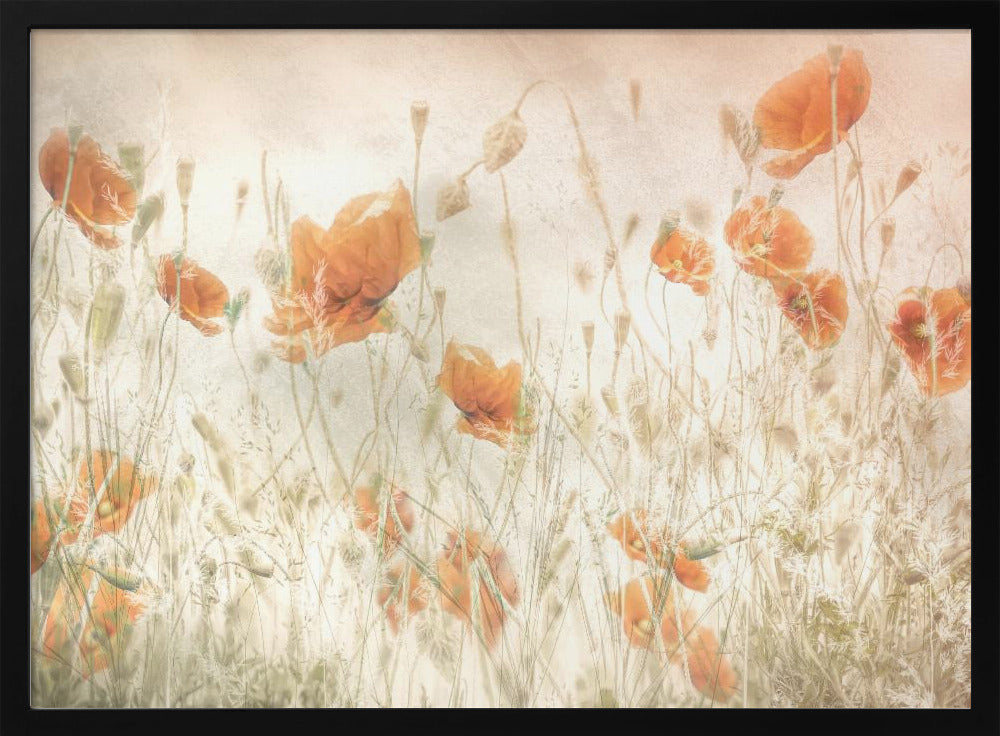 Poppies in the field | Poster