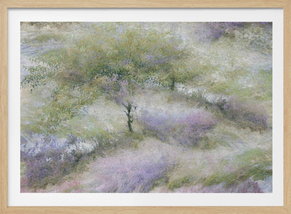 Flowering heather | Poster
