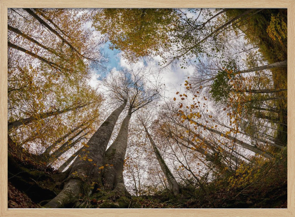 Wald | Poster