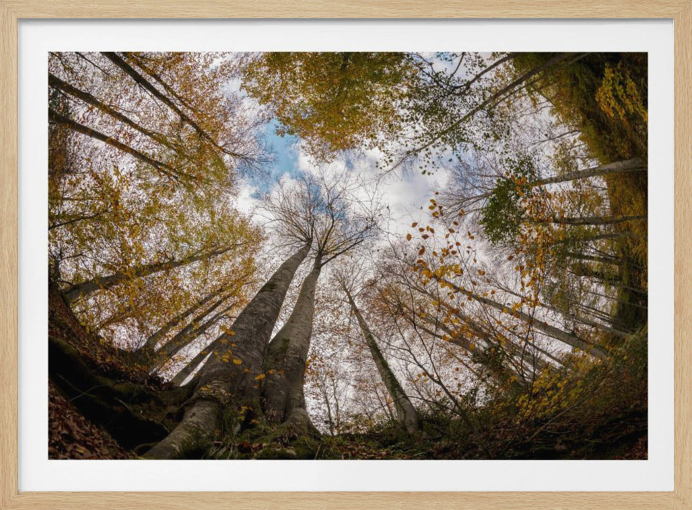 Wald | Poster