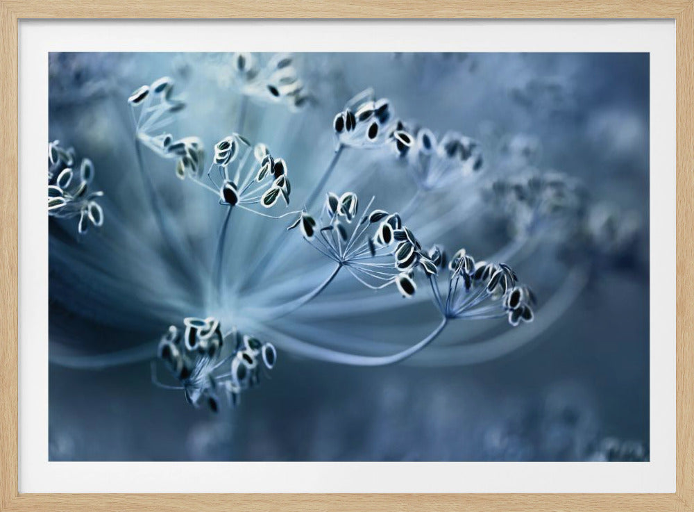 Dill | Poster