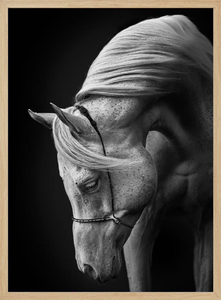 weißer Hengst | Poster