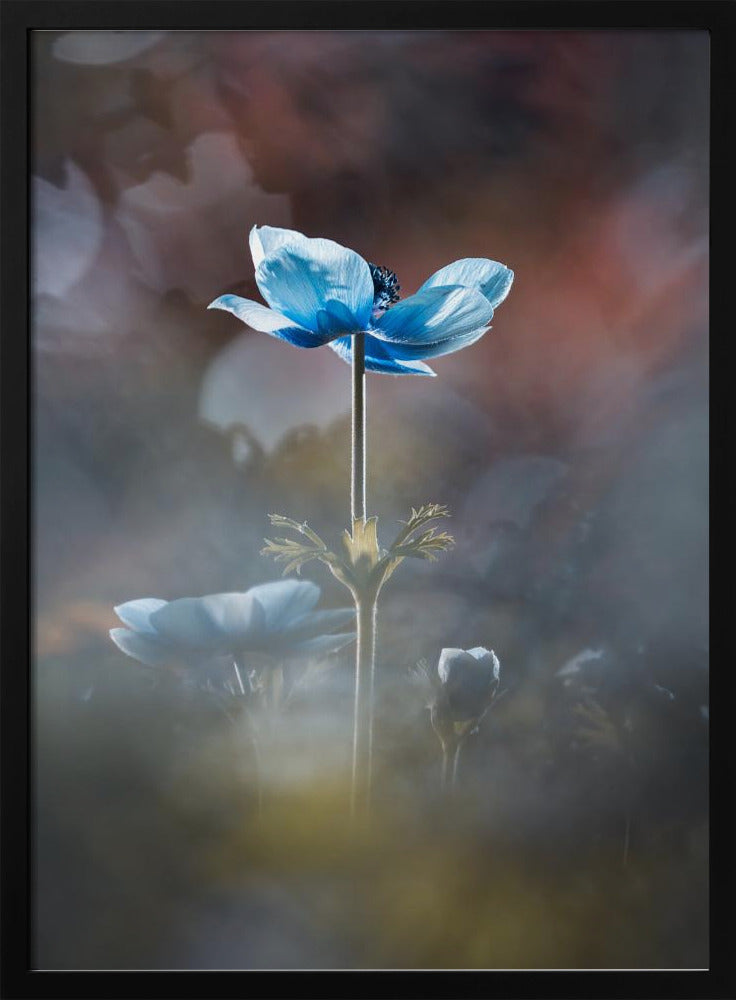 Blühe wie eine Blume | Poster