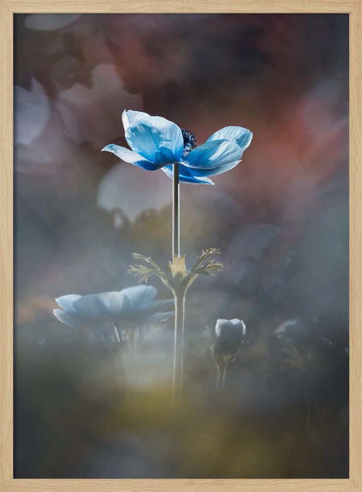 Blühe wie eine Blume | Poster