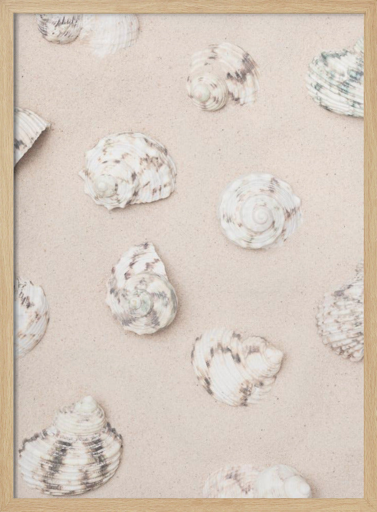 Muscheln_2 | Poster