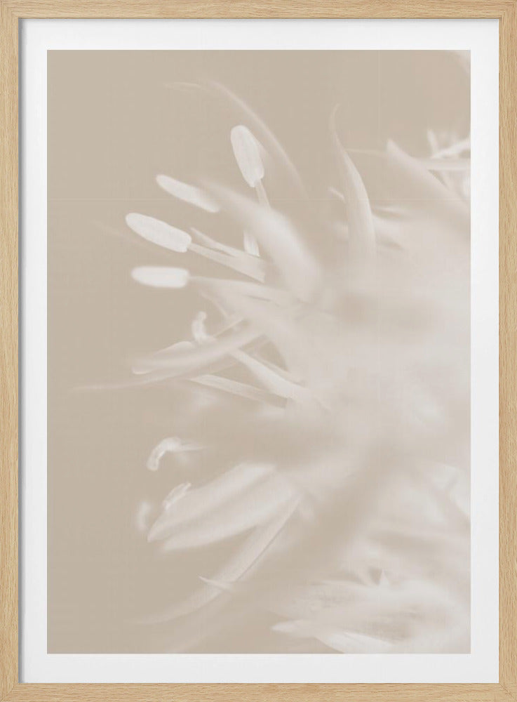 Blume Beige_1 | Poster