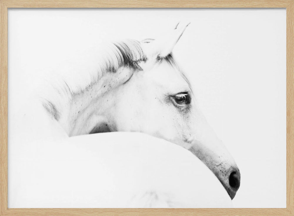 Pferd und Minimalismus | Poster