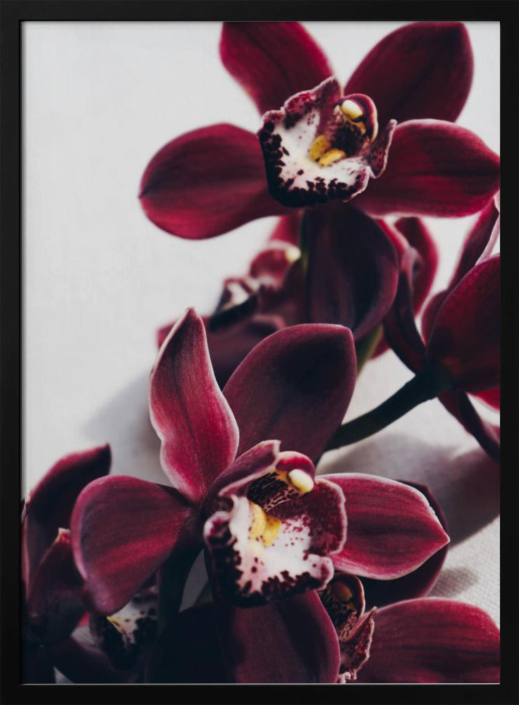 Samt-Orchidee-Dämmerung | Poster