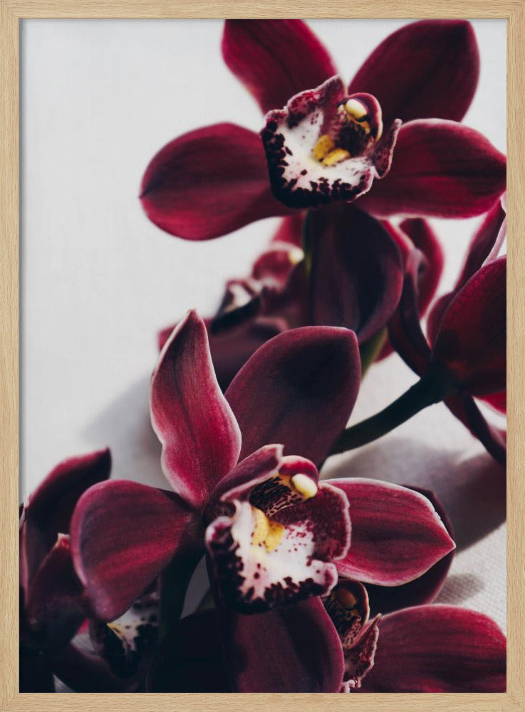 Samt-Orchidee-Dämmerung | Poster