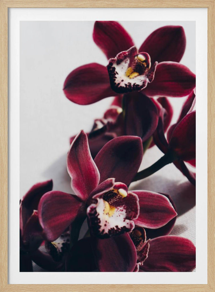 Samt-Orchidee-Dämmerung | Poster