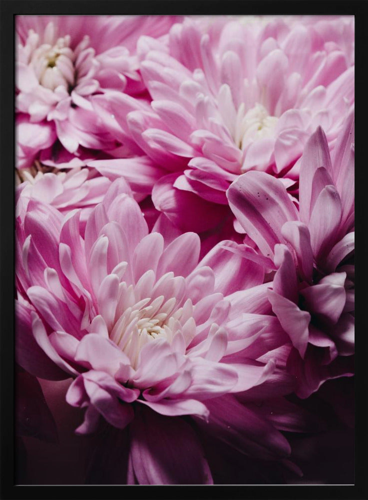 Leuchtend rosa Chrysanthemenblüten | Poster