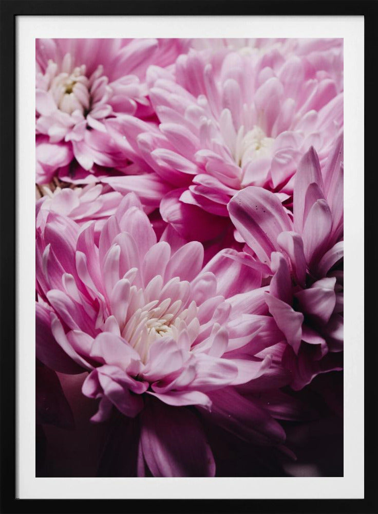 Leuchtend rosa Chrysanthemenblüten | Poster
