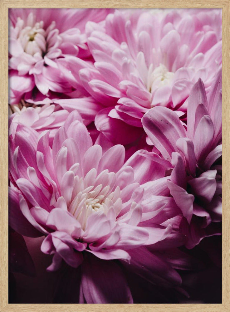 Leuchtend rosa Chrysanthemenblüten | Poster