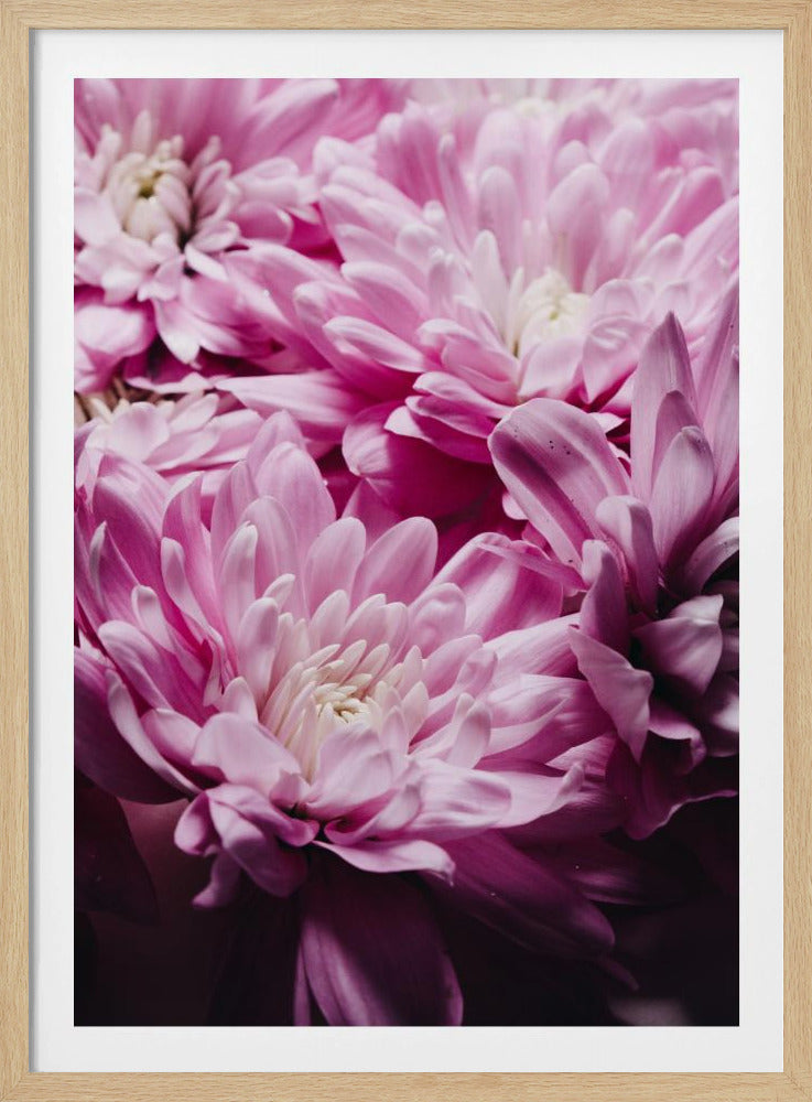 Leuchtend rosa Chrysanthemenblüten | Poster
