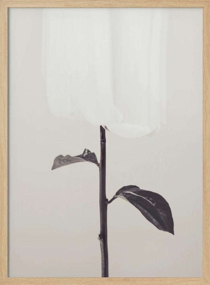 Peony 18 | Poster