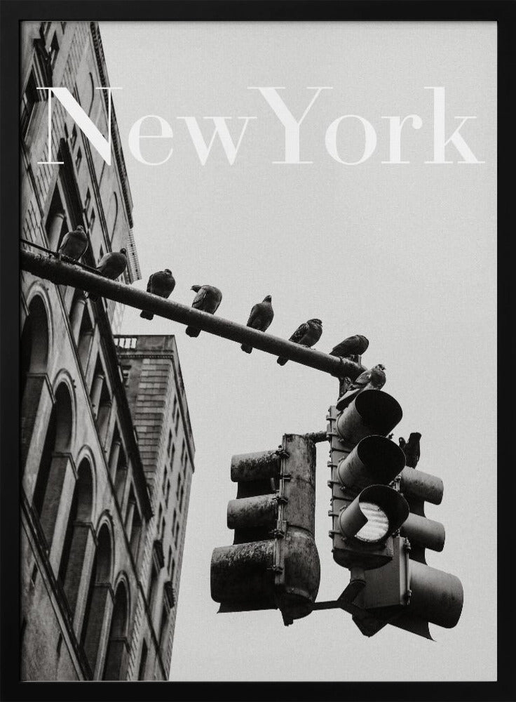 NYC Tauben | Poster