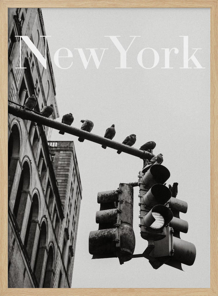 NYC Tauben | Poster
