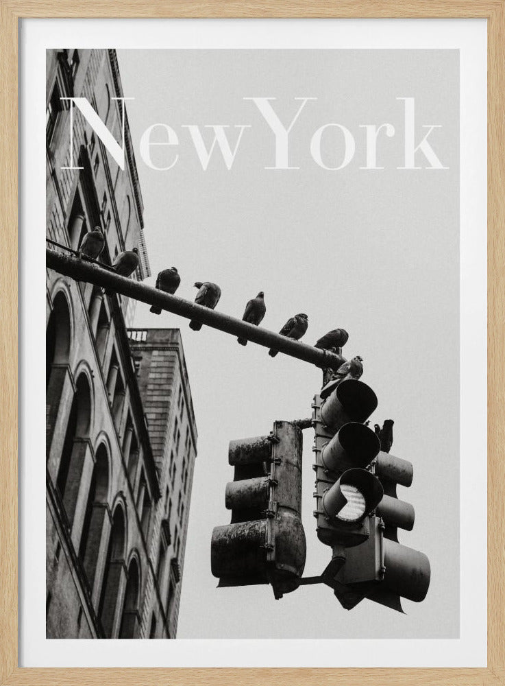 NYC Tauben | Poster