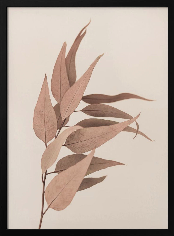 Getrockneter Eukalyptus | Poster