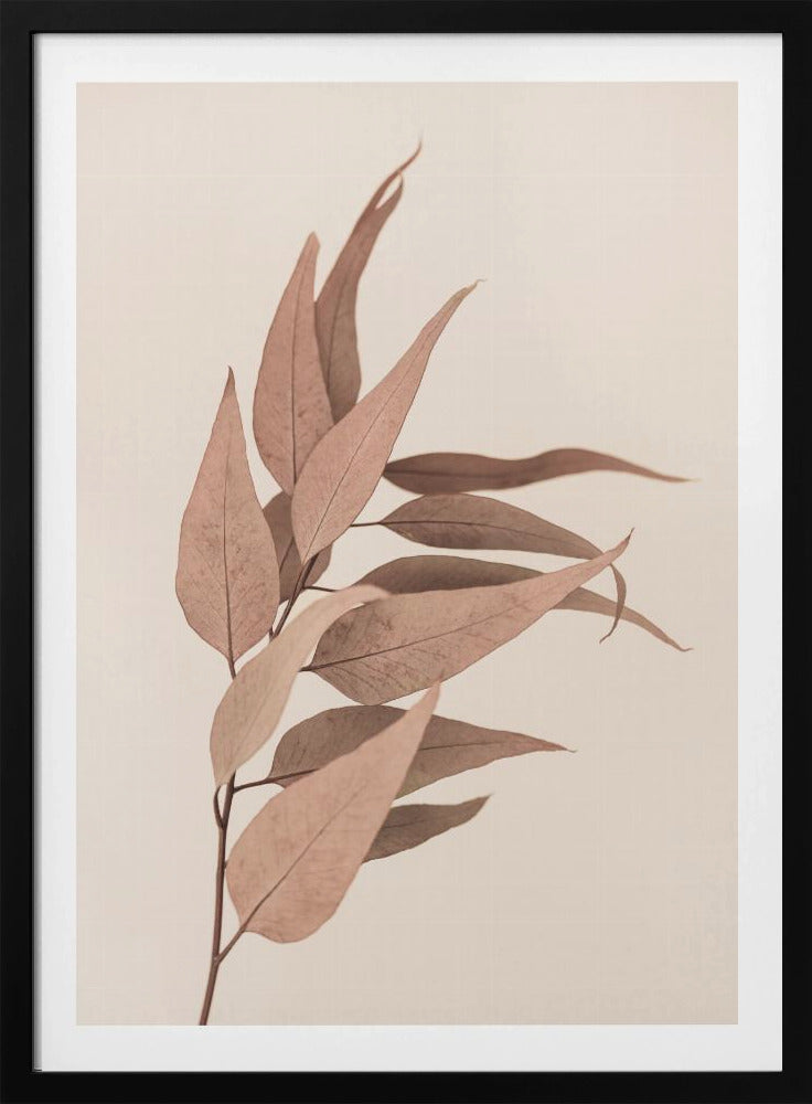 Getrockneter Eukalyptus | Poster