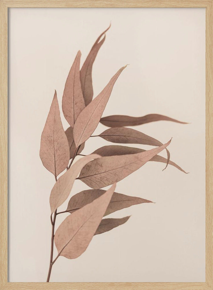 Getrockneter Eukalyptus | Poster