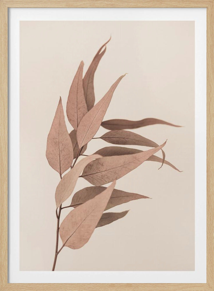 Getrockneter Eukalyptus | Poster