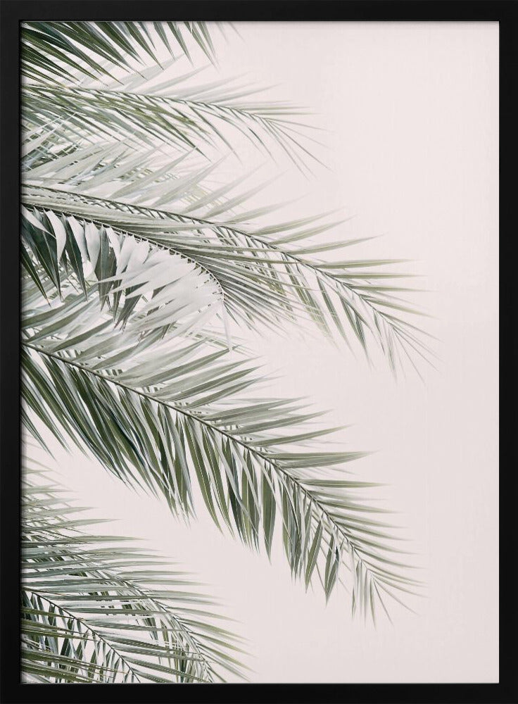 Errötende Palmblätter | Poster