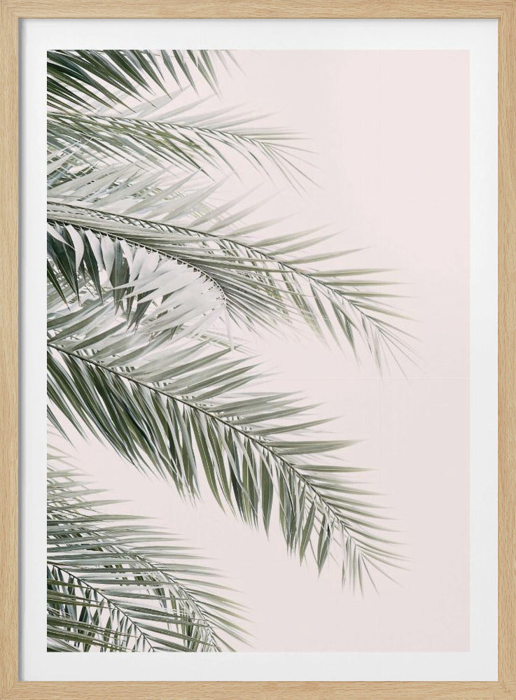 Errötende Palmblätter | Poster