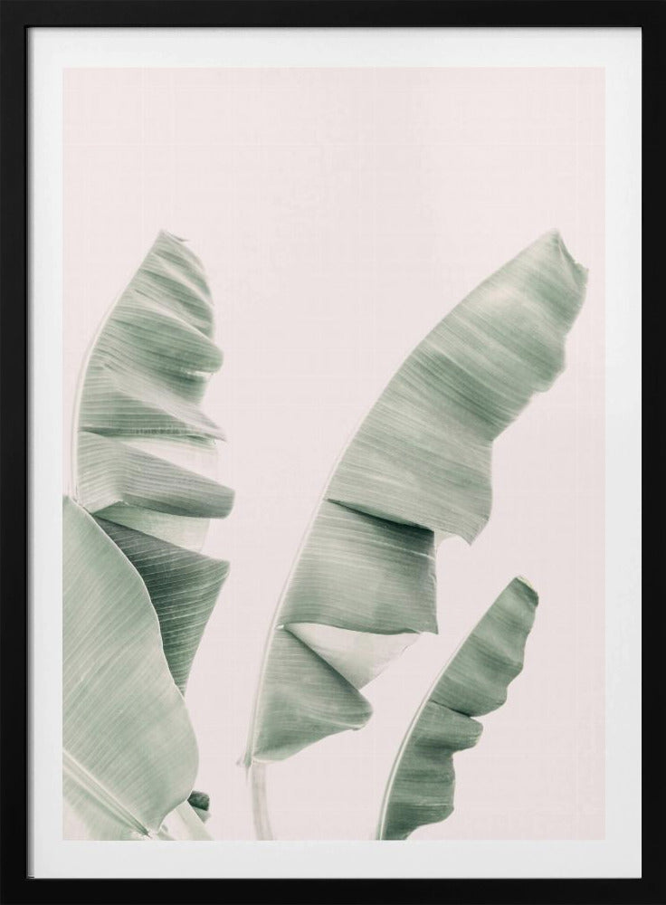 Blush Bananenblätter | Poster