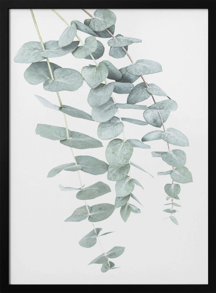 Eukalyptus I | Poster