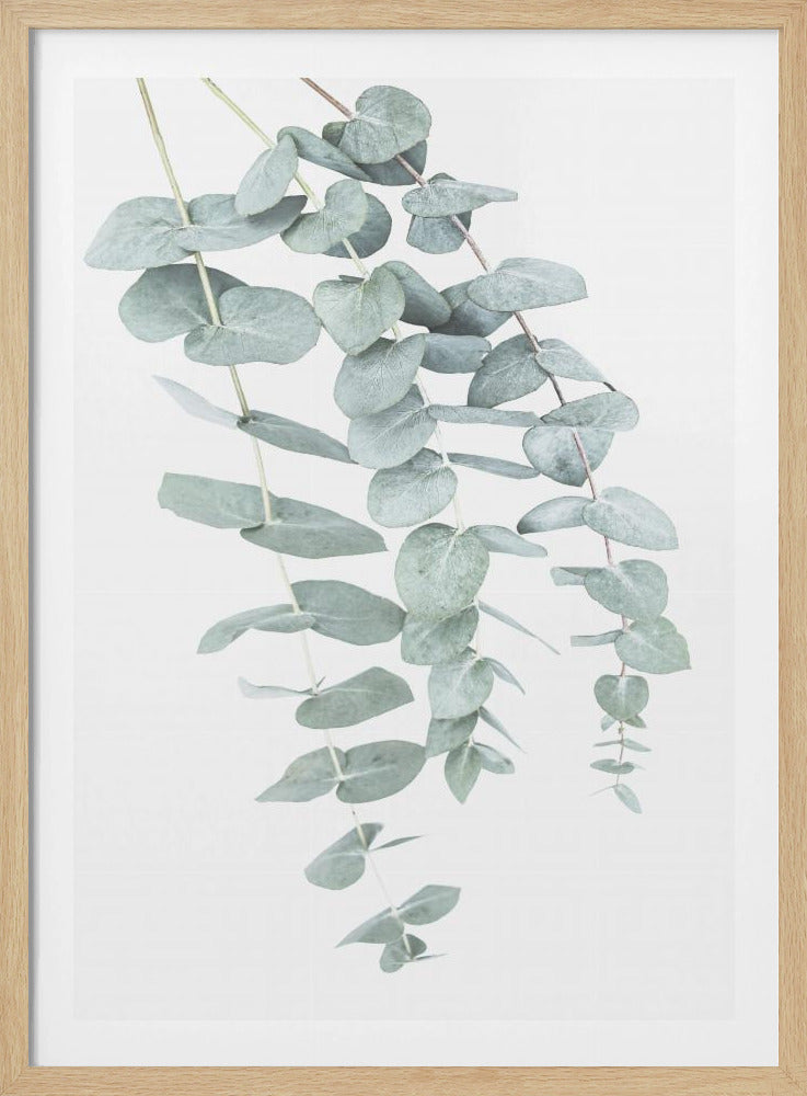 Eukalyptus I | Poster