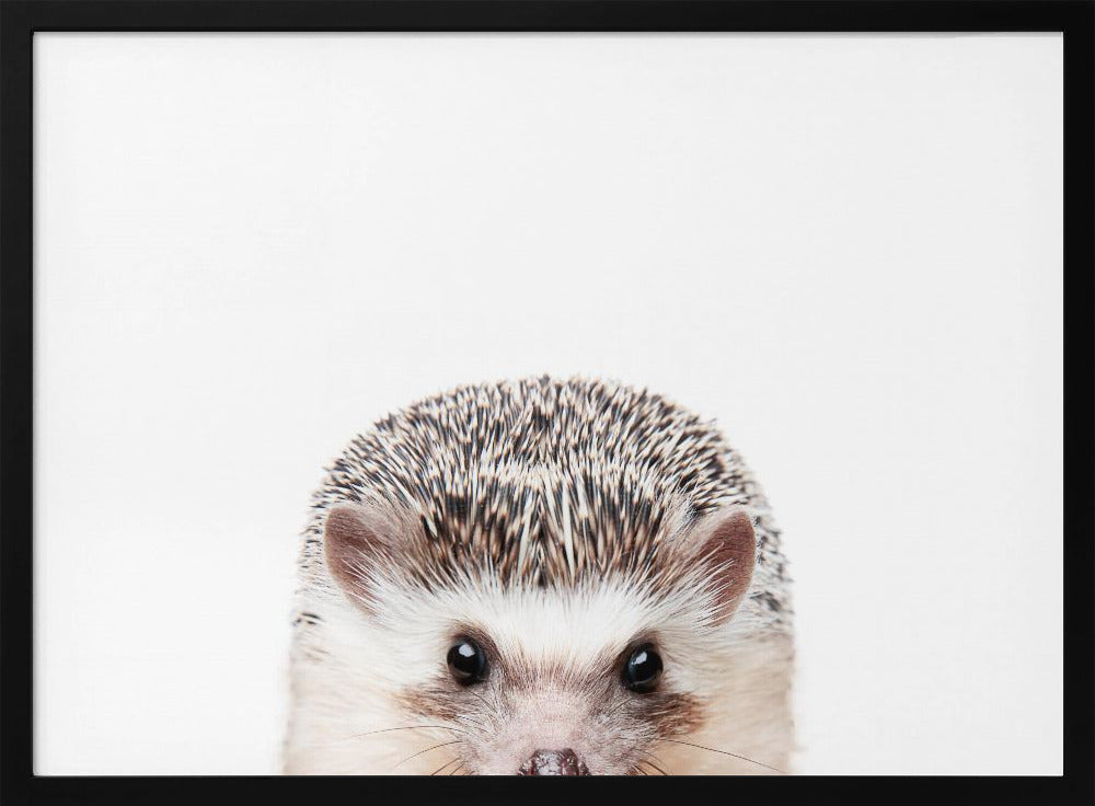 Guckender Igel | Poster