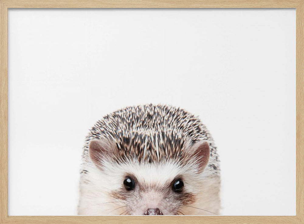 Guckender Igel | Poster